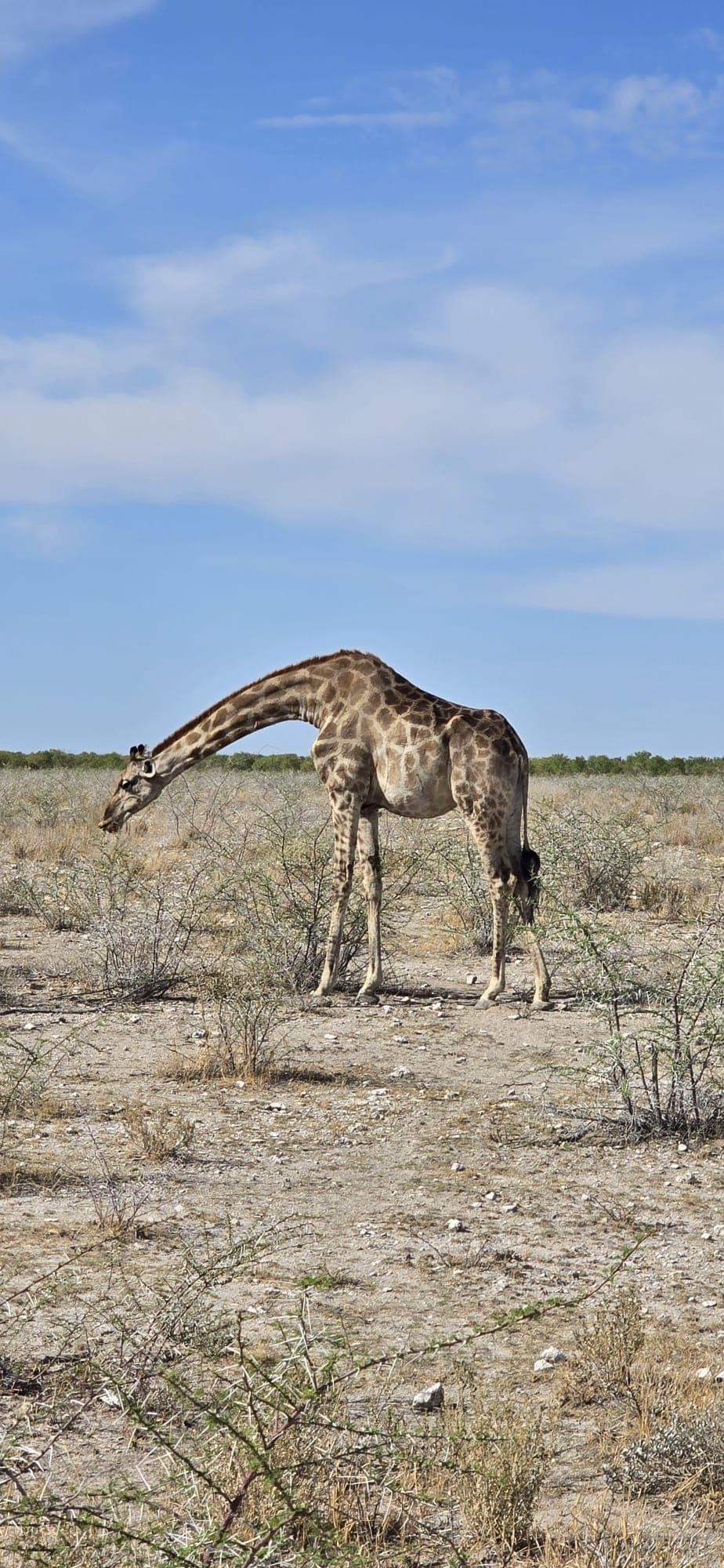 Okavango Delta & Maun photo