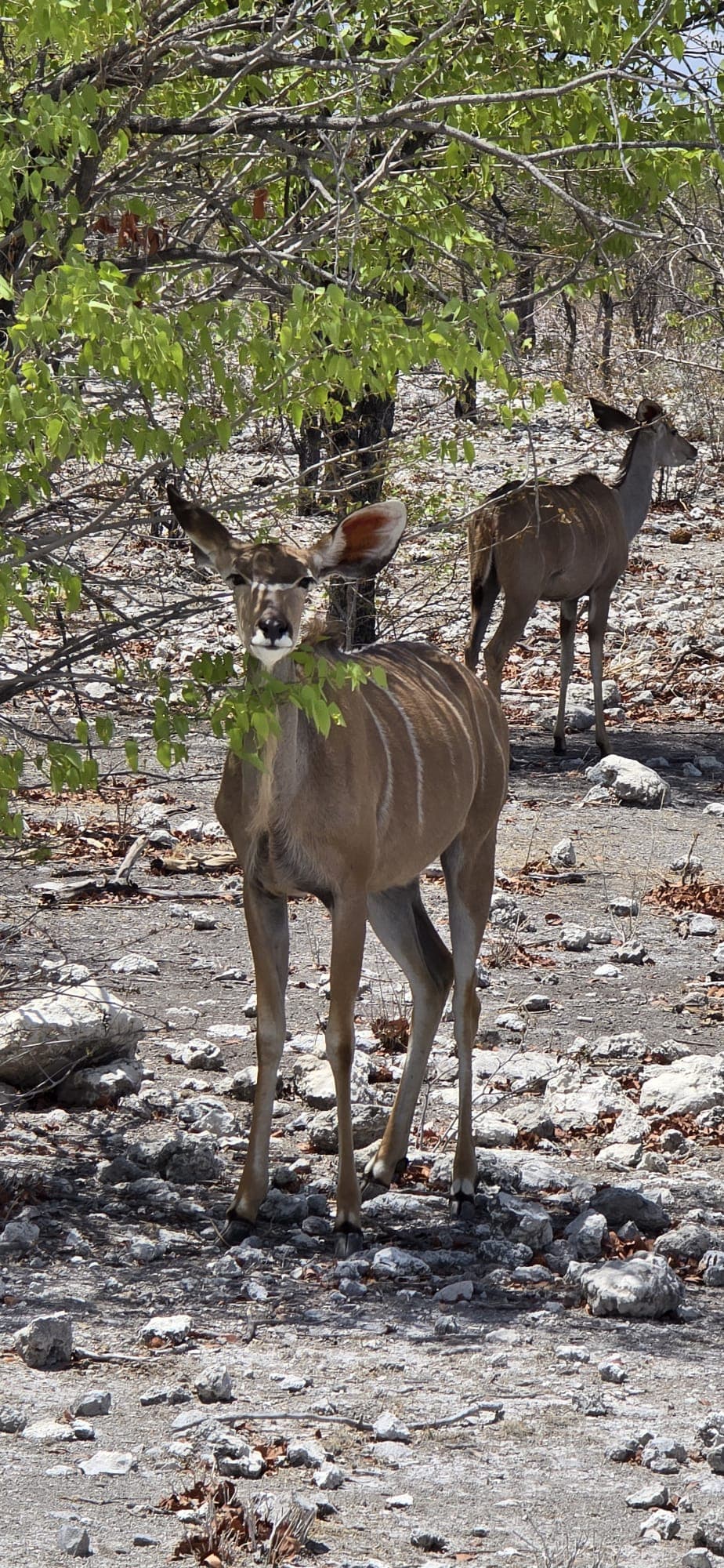 Guided Safari Game Drives gallery photo