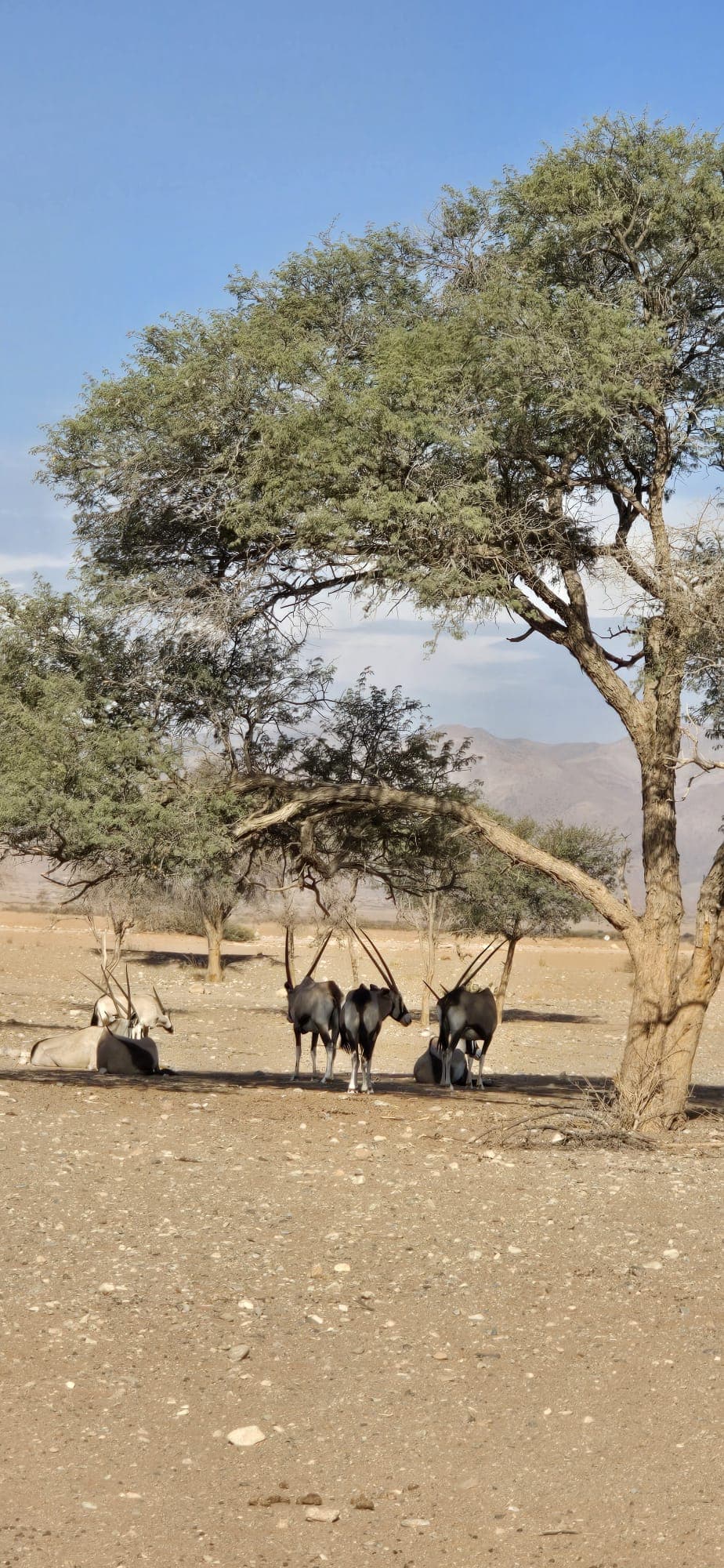 Guided Safari Game Drives gallery photo