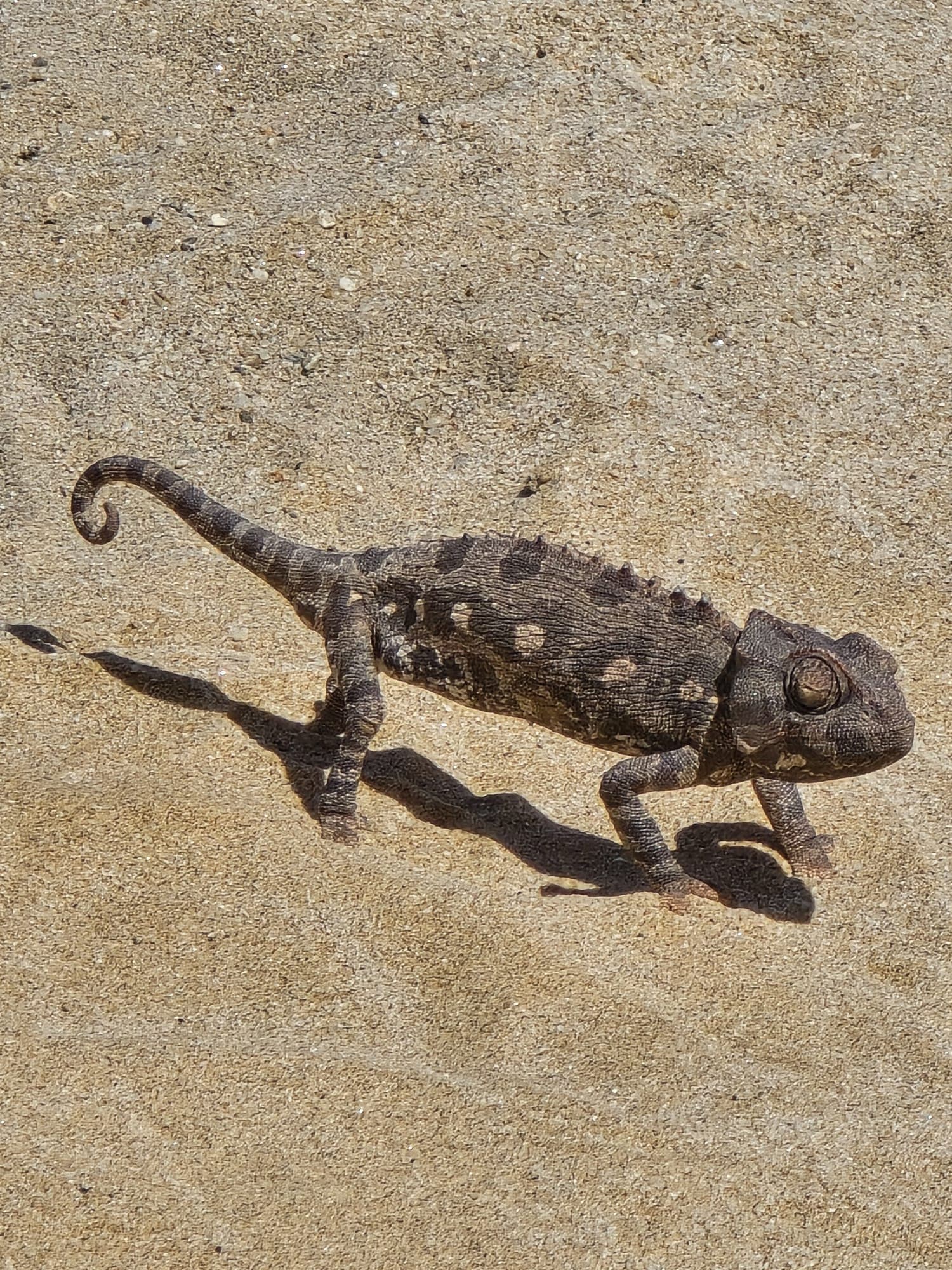 Okavango Delta & Maun photo