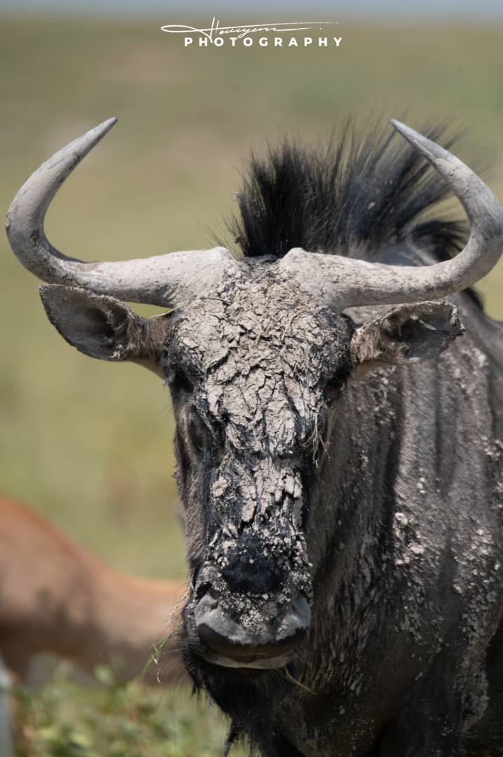 Custom Multi-Day Safari Itineraries gallery photo