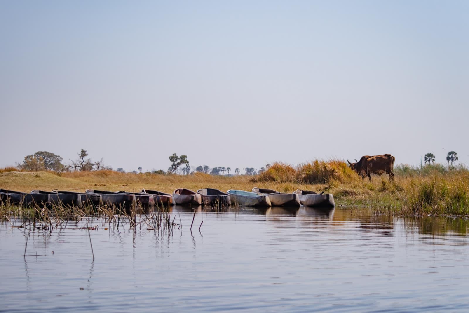 Okavango Mokoro Excursion